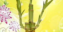 NW Wholesaler Lucky Bamboo 3-Stalk Happiness Arrangement Giveaway