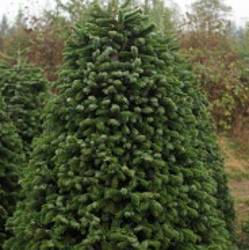 Green Valley Christmas Trees Cyber Monday Giveaway
