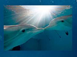 Warner Bros Dolphin Tale 2 Sweepstakes