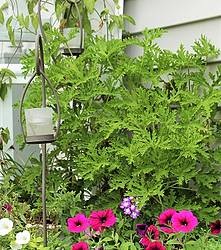 Gardening Know How: Mosquito Repellent Plant Giveaway