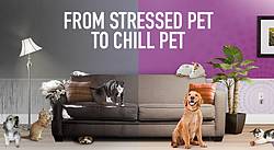 Comfort Zone Products Stressed Pet to Chill Pet Contest