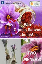 Gardening Know How: DutchGrown Crocus Sativus Bulb Giveaway