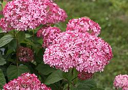 Savvygardening: Hydrangea Giveaway Courtesy of Nature Hills Nursery Giveaway