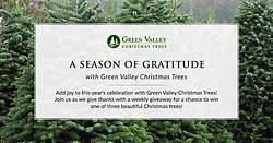 Season of Gratitude With Green Valley Christmas Trees Sweepstakes