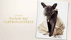 Chico’s You Lucky Dog Holiday Contest