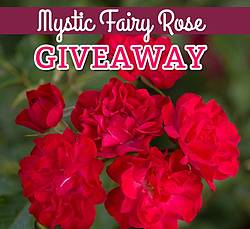Naturehills: Easy Elegance Mystic Fairy Rose Giveaway