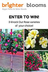 Gardening Know How: Brighter Blooms Nursery Knockout Roses Giveaway