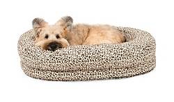 Woman's Day Harry Barker Martello Pet Bed Giveaway