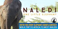 Enter the Every Elephant Counts Contest