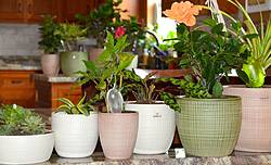 Raise Your Garden: 7-Piece Scheurich Pottery Giveaway