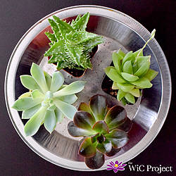 Wicproject the WiC Project Succulents Box Giveaway